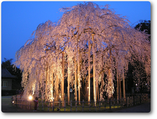 足羽神社のしだれ桜