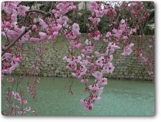 県庁お堀端の桜